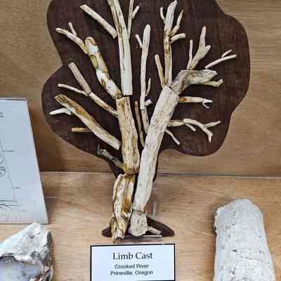 Limb Cast Tree Model