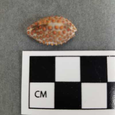 Seashell