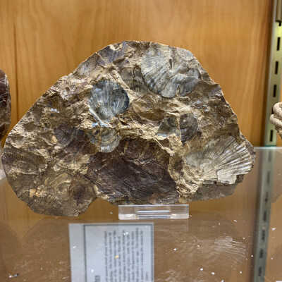 Shells in Matrix