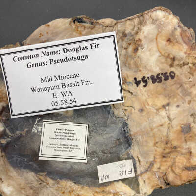 Back of object
