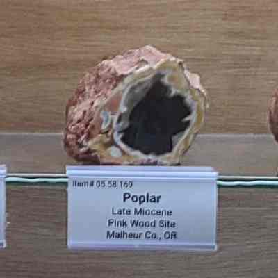 Petrified Wood