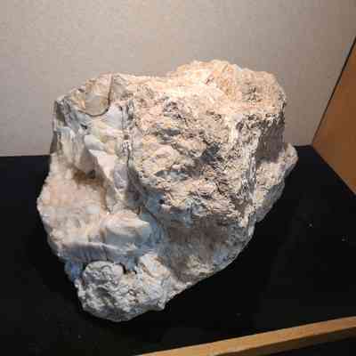 Roxy Ann Petrified Wood