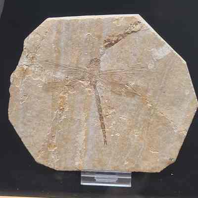 Libelium (Dragonfly) Plate