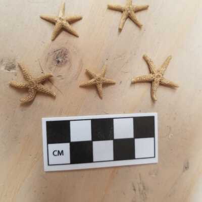 Starfish