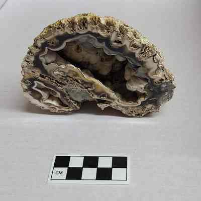 Coral Agate