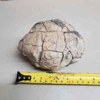 Septarian Nodules
