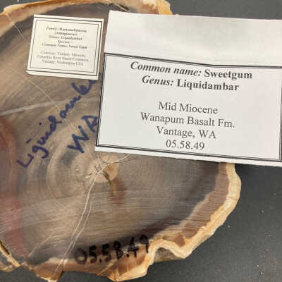 Back of object