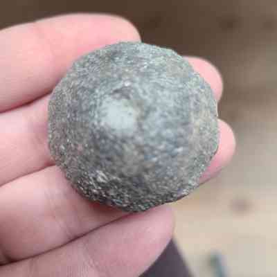 Crinoid (Calyx)