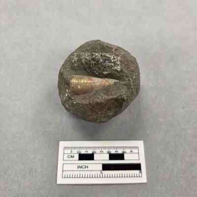 Fossil: Shell