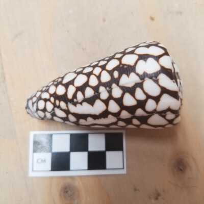 Seashell