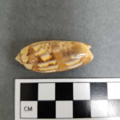 Seashell