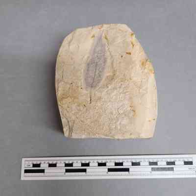 Fossil Willow Leaf