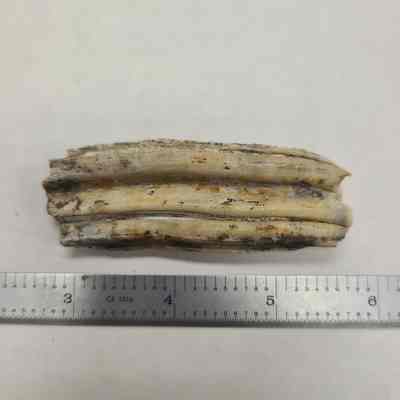 Tooth