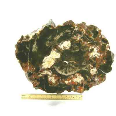 Araucaria