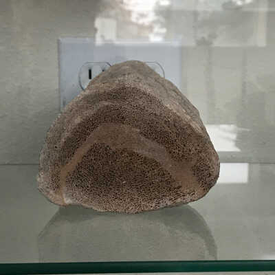 Dino bone