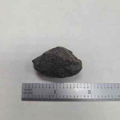 NWA 869 Meteorite