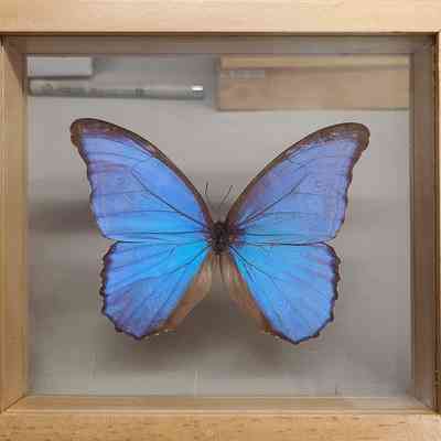 Menelaus Blue Morpho Butterfly