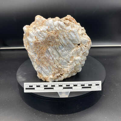 Petrified Wood