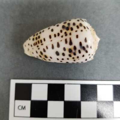 Seashell