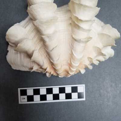 Seashell