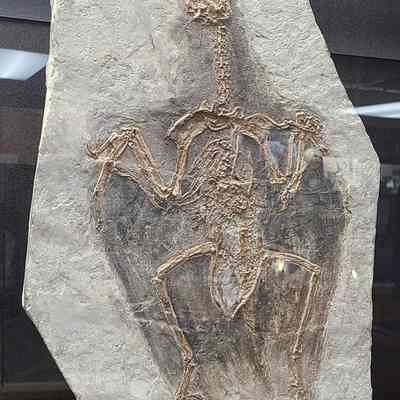 Confuciusornis Plate