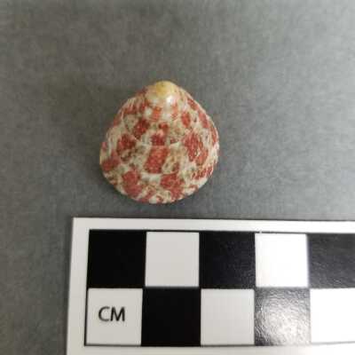 Seashell