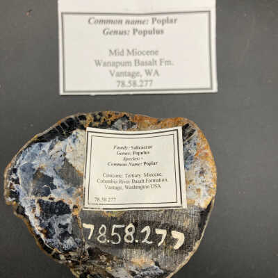 Back of object