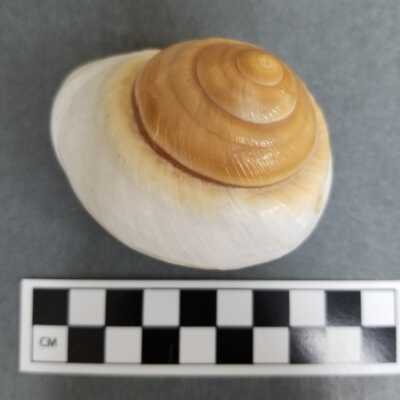 Seashell