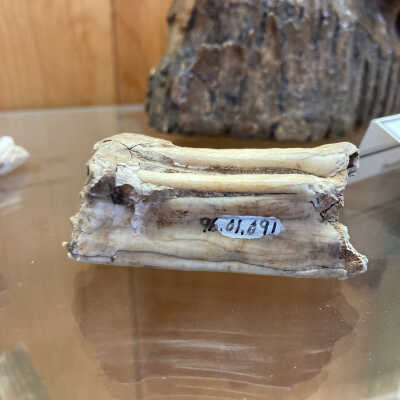 Undulate tooth