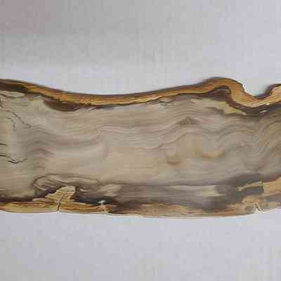 Sequoia