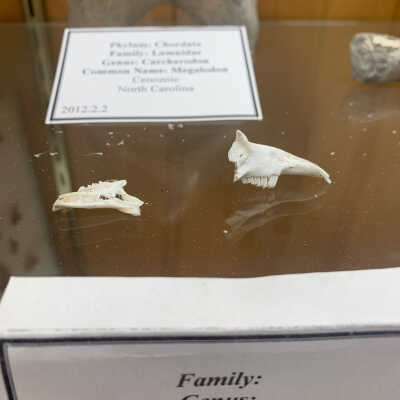 Fossil Jaw of Small Herbivore