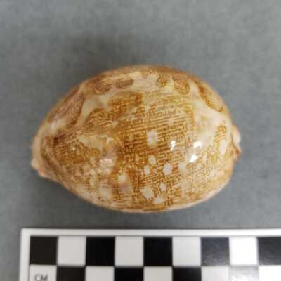 Seashell