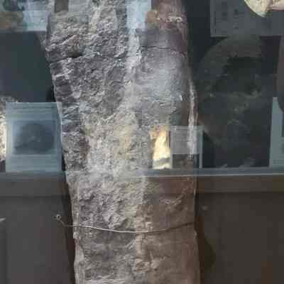 Titanosaur Bone