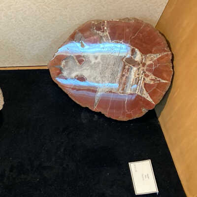 Left side is specimen (2010.1.42), right specimen is (2010.1.44)