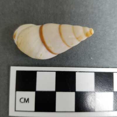 Seashell