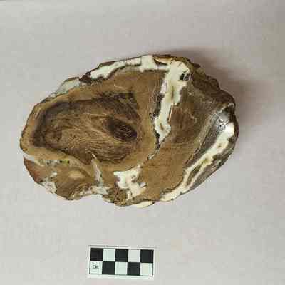 Petrified Wood