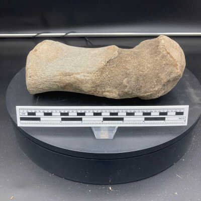 Fossilized Bone