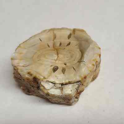 Limb Cast