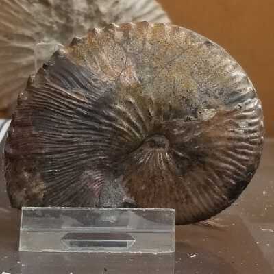 Discoscaphites conradi (Ammonite)