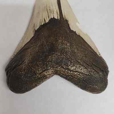 Megalodon Tooth
