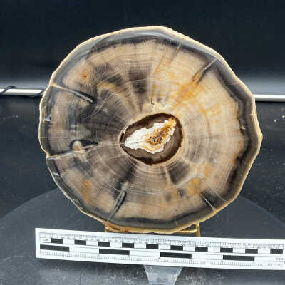 Chinese Walnut