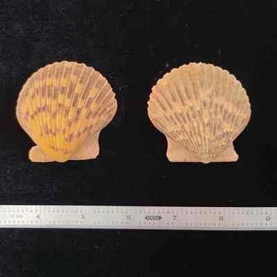 Pacific Calico Scallop