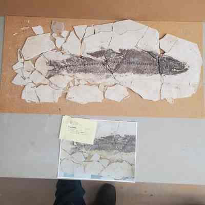 Notagonius Fish