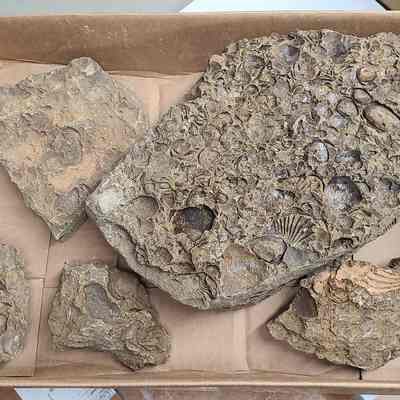 Marine Fossils