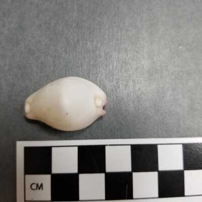 Seashell