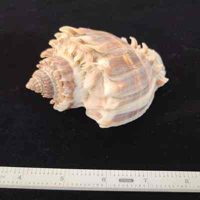 Florida Crown Conch