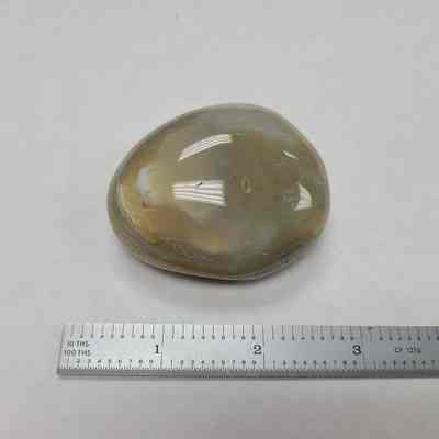 Fossil Mussel
