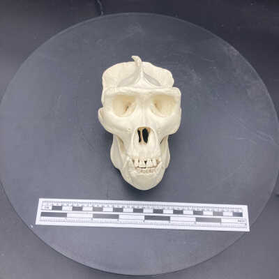 Gorilla skull (cast)