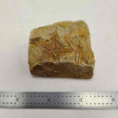 Fossil Starfish