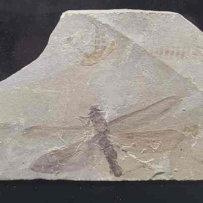 Libelium (Dragonfly) Plate